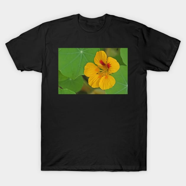 Nasturtium T-Shirt by EileenMcVey